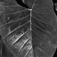 leafs